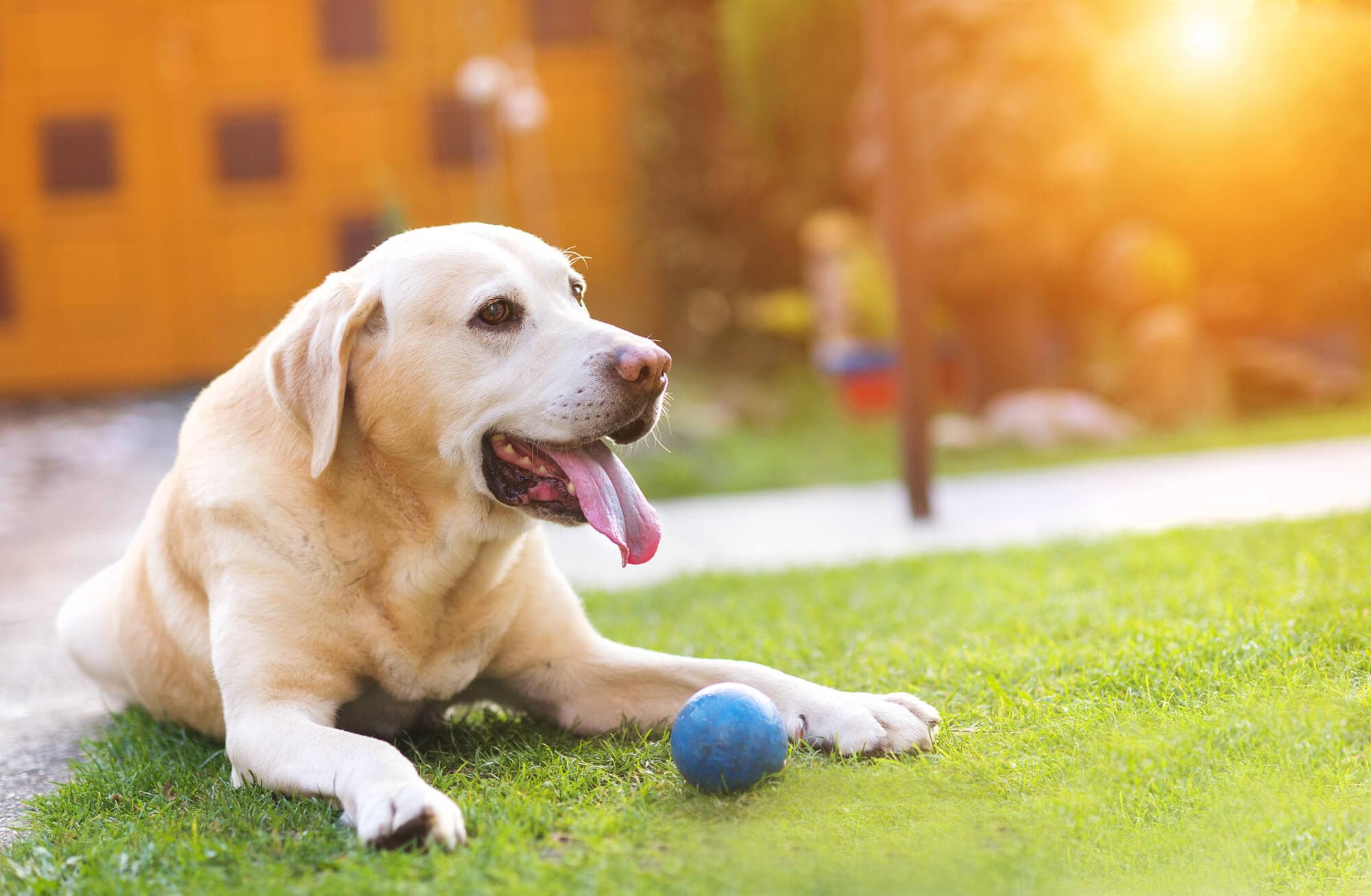 Title Dog_lying_in_garden