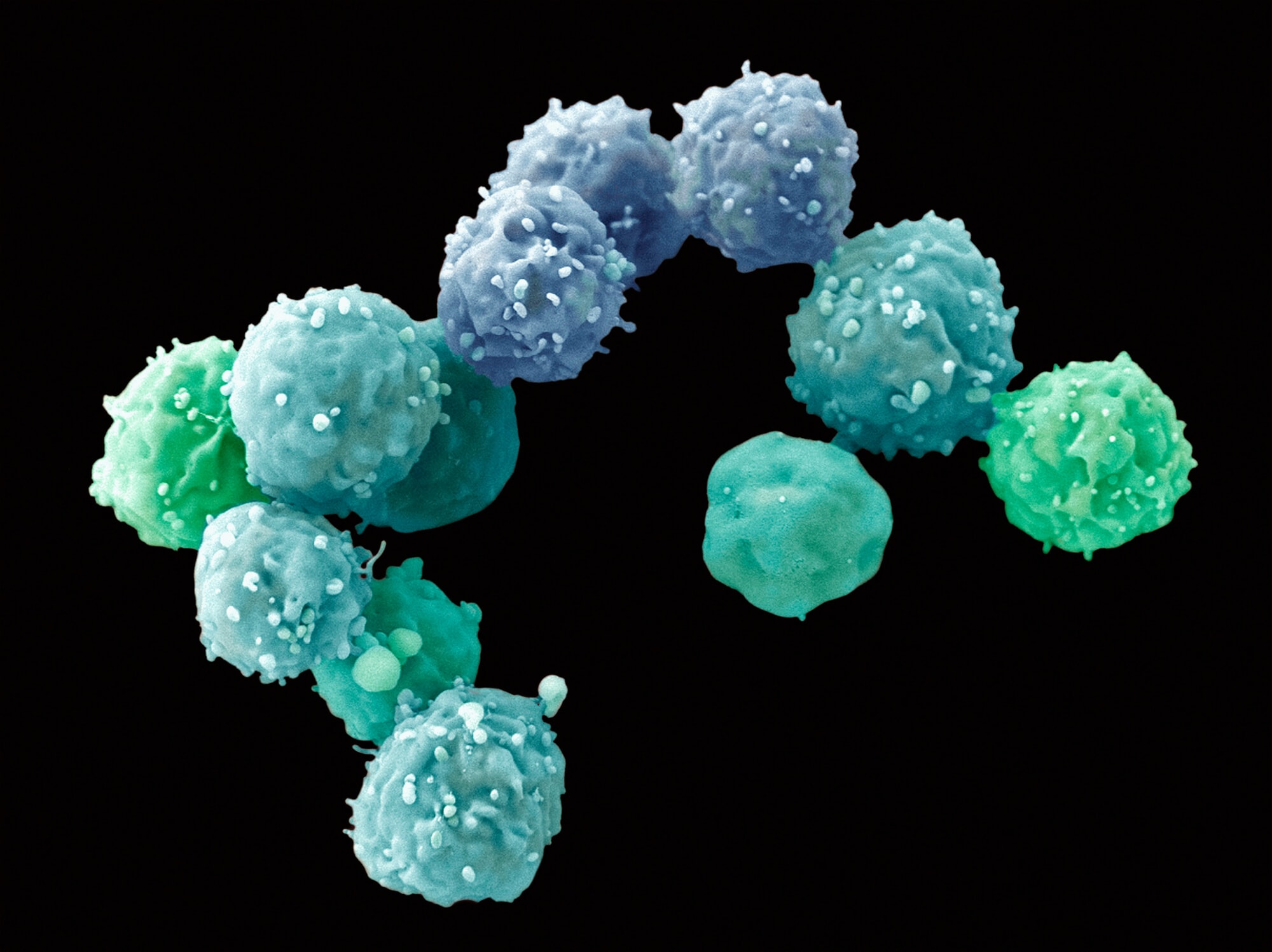 Title Embryonic_stem_cells