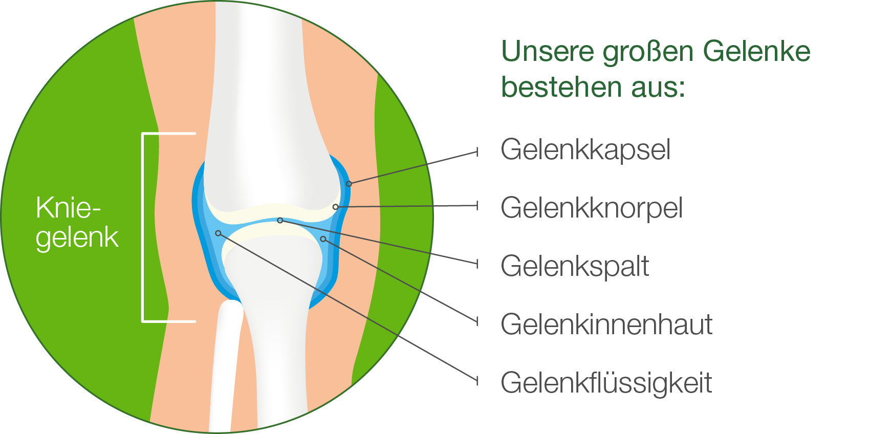 Gelenkbeschreibung